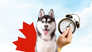 It turns out dogs with jobs aren't immune to the adverse effects of Daylight Saving Time