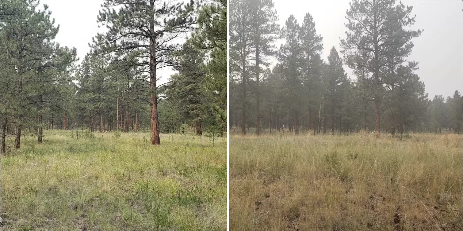 Mj Riches, CC BY-SA 4.0: A clear day at the Colorado test site, on the left, compared to the smoky day when trees responded to the poor air quality, on the right. Link: 