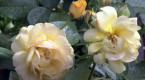 Saint-Valentin : bien choisir ses fleurs a un impact écologique
