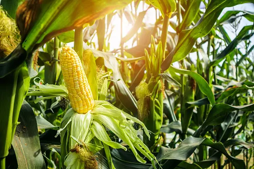  'Corn sweat' is real and it can make heat waves even more humid