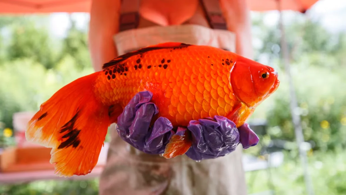 Goldfish, Big, Fish, PEI, Wildlife, May 31, 2025. (Cole Burston/University of Toronto Scarborough)