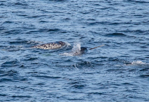 narwhal beluga hybrid