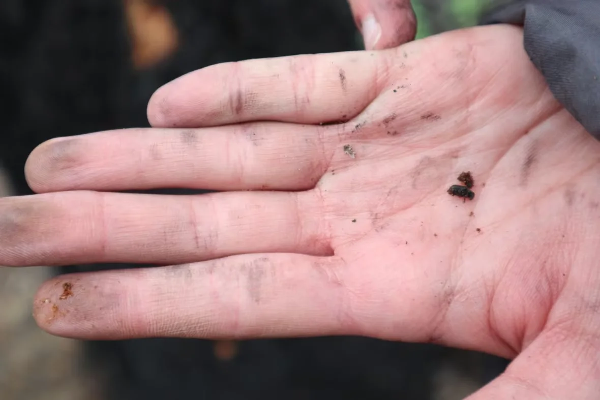 bark-beetle/Erin Stewart and Kate Kitchens/UBC Forest Insect Disturbance Ecology Lab via CBC