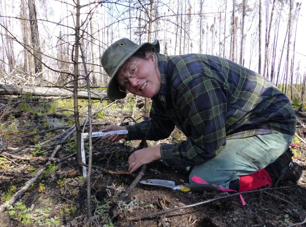 CBC: Jill Johnstone, the founder of the Northern Plant Ecology Lab, says that the study could help with future forestry projects, such as an ongoing collaboration with Teslin Tlingit Council. (Nicole Lavergne-Smith/CBC)