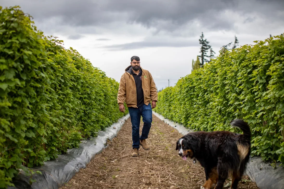 Berry farm/Ben Nelms/CBC)