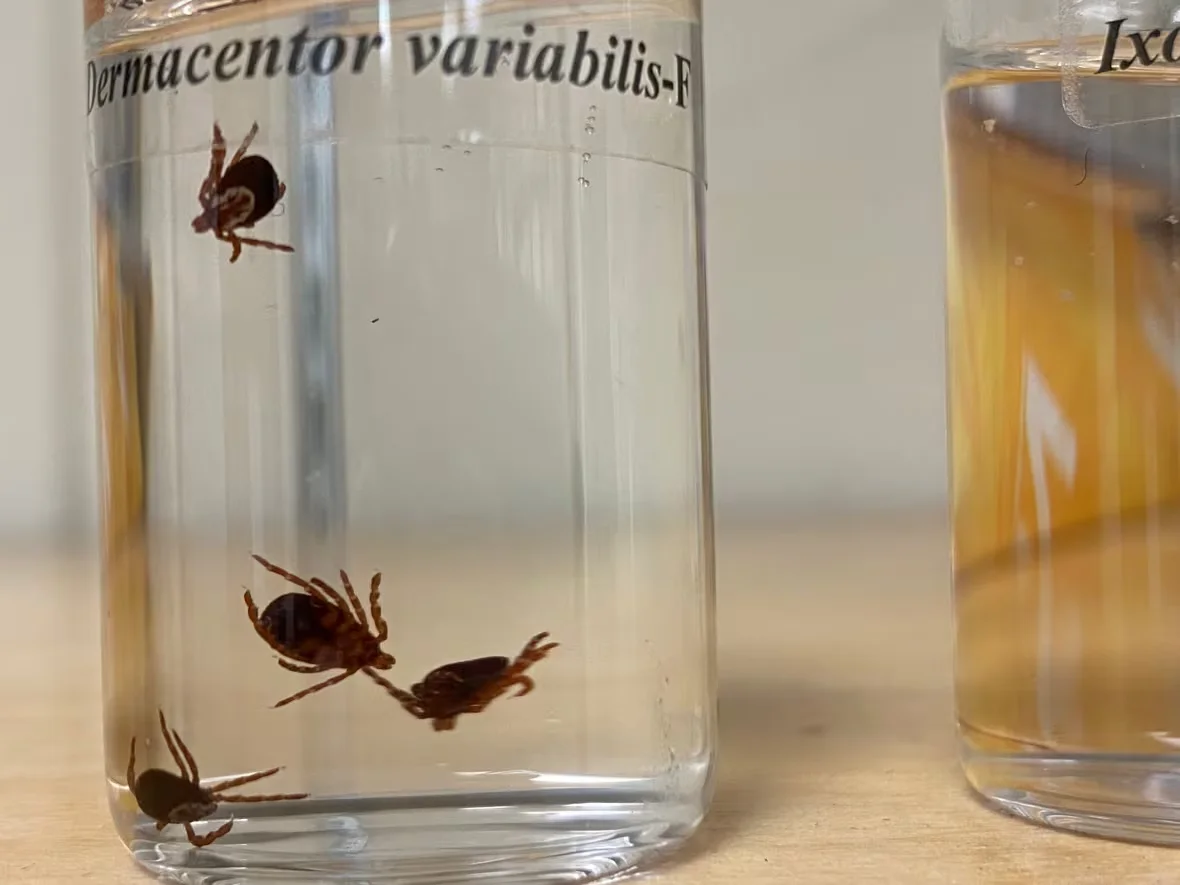black-legged-ticks-known-to-carry-lyme-disease/Travis Reddaway/CBC