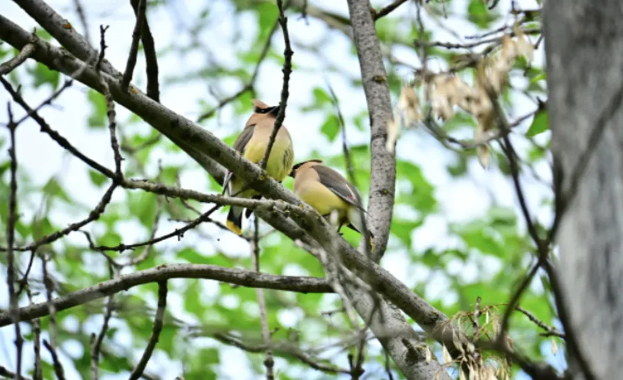 CBC: Birds like these cedar waxwings are known to wander (Katriona Mitchell, Saskatoon)