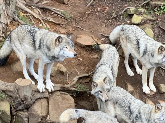 Meute de loups gris