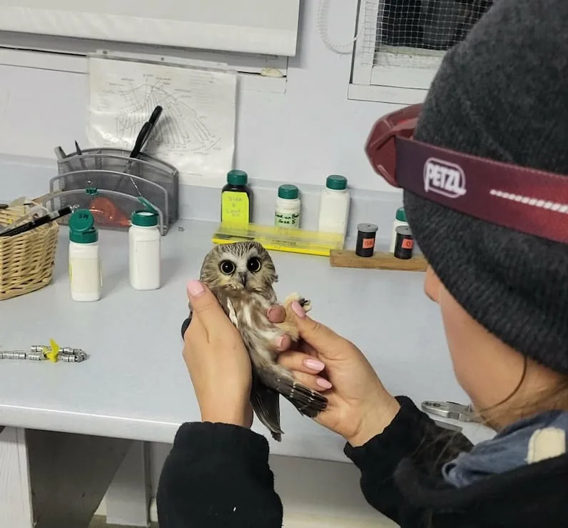 (CBC) A volunteer bands one of the tiny saw-whet owls. (Submitted by Jeannine Randall)