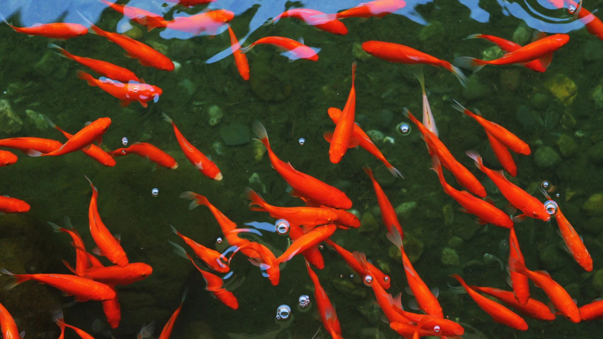 Photo inspiration: Rebalancing Goldfish Population And Large Group Size Reference: Mind Blowing Up To 1000 Feral Goldfish Overrun Ottawa Pond