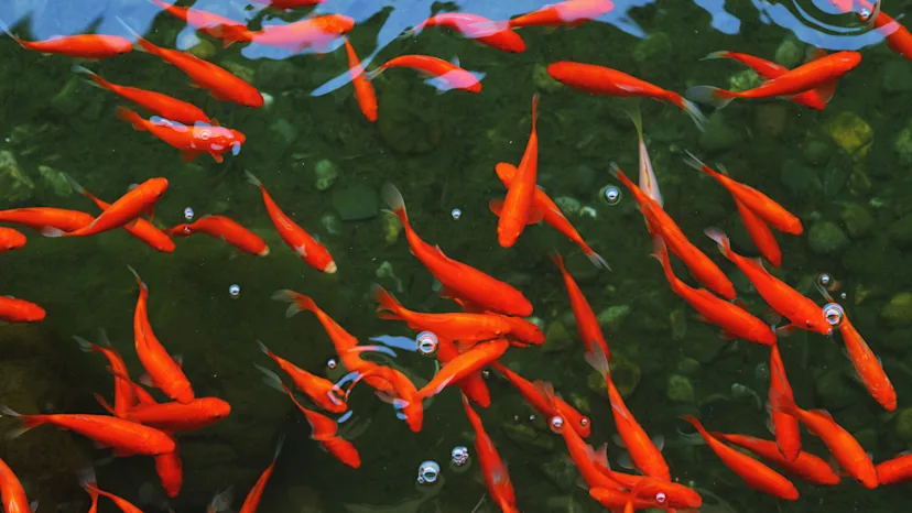Mind-blowing: Up to 1000 feral goldfish overrun Ottawa pond - The ...
