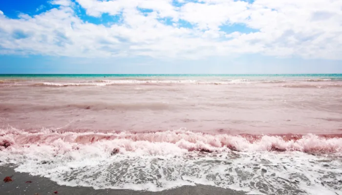 Toxic red tide causing burning eyes and respiratory distress in Florida