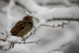 Bye-bye, birdie: North American birds are shrinking, study finds