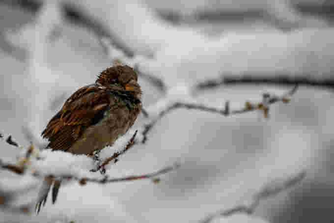 REUTERS: FILE PHOTO: A bird is seen in a snow covered tree in Central Park during a pre-winter storm in New York City, U.S., December 9, 2017. REUTERS/Brendan McDermid/File Photo