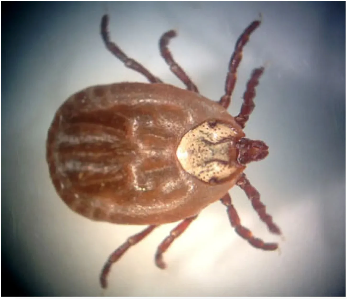 The female Rocky Mountain wood tick has a white shield near its head. (Government on B.C.)