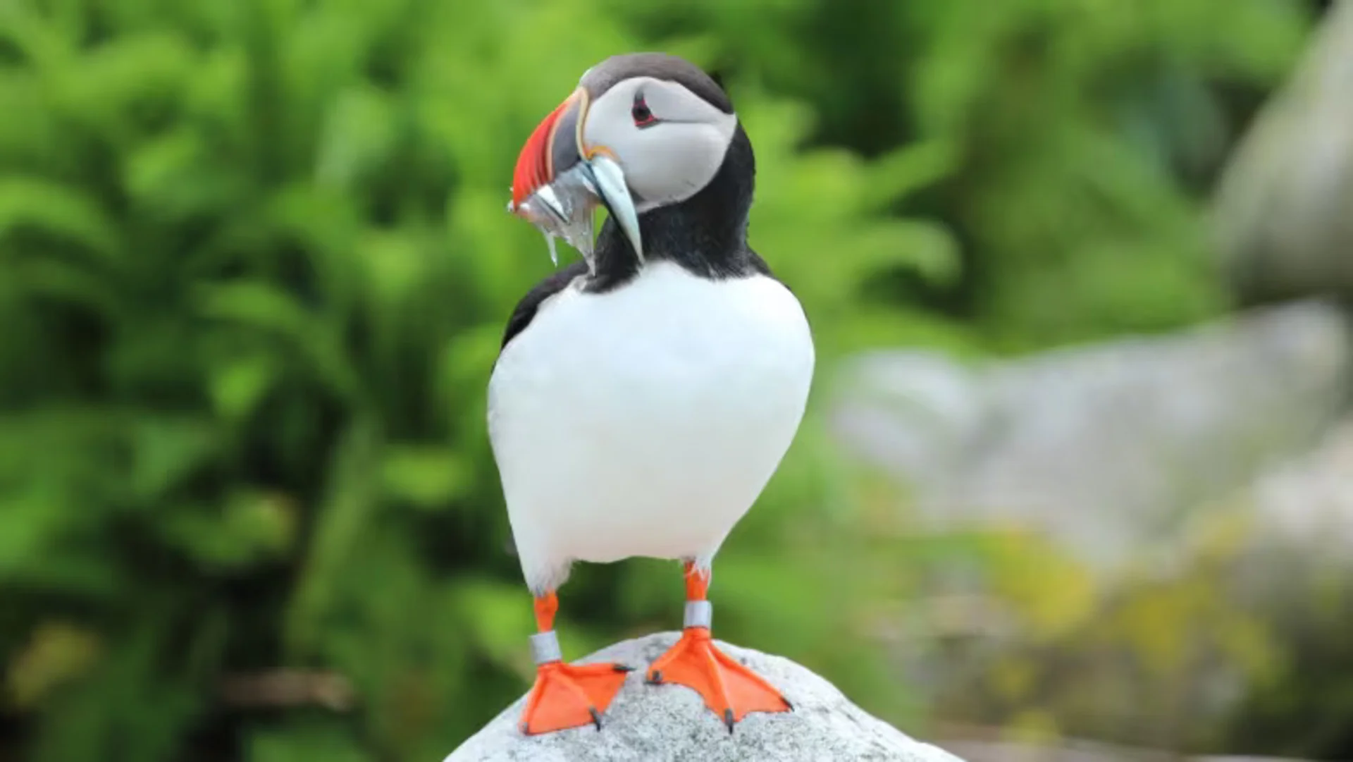 Warming waters cause concern for Atlantic puffins, other seabirds