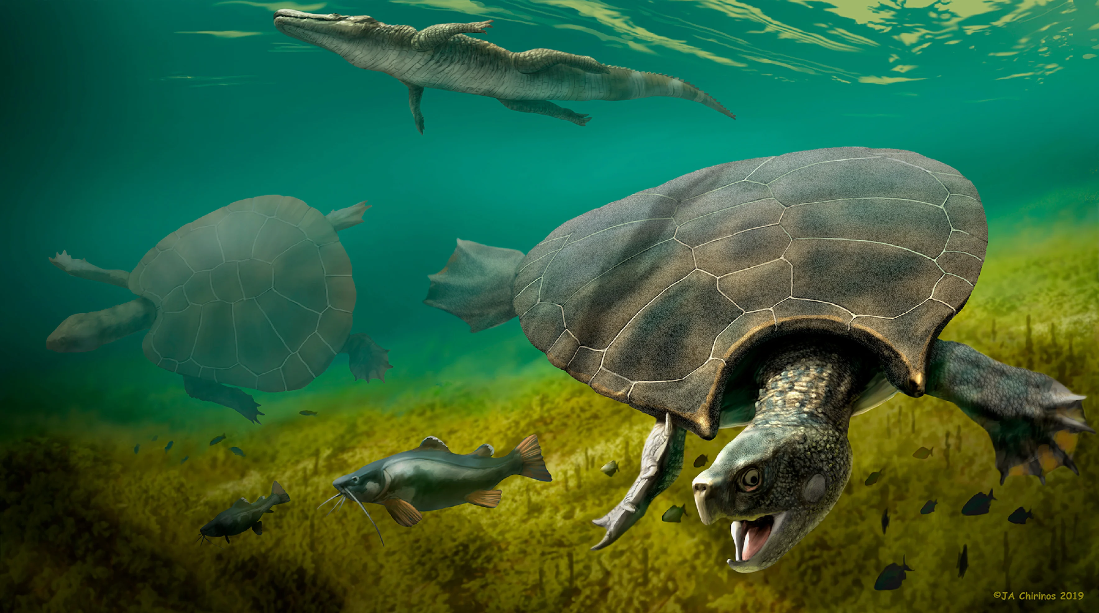 REUTERS: The huge extinct freshwater turtle Stupendemys geographicus, that lived in lakes and rivers in northern South America during the Miocene Epoch, is seen in an illustration released February 12, 2020. J. A. Chirinos/Handout via REUTERS