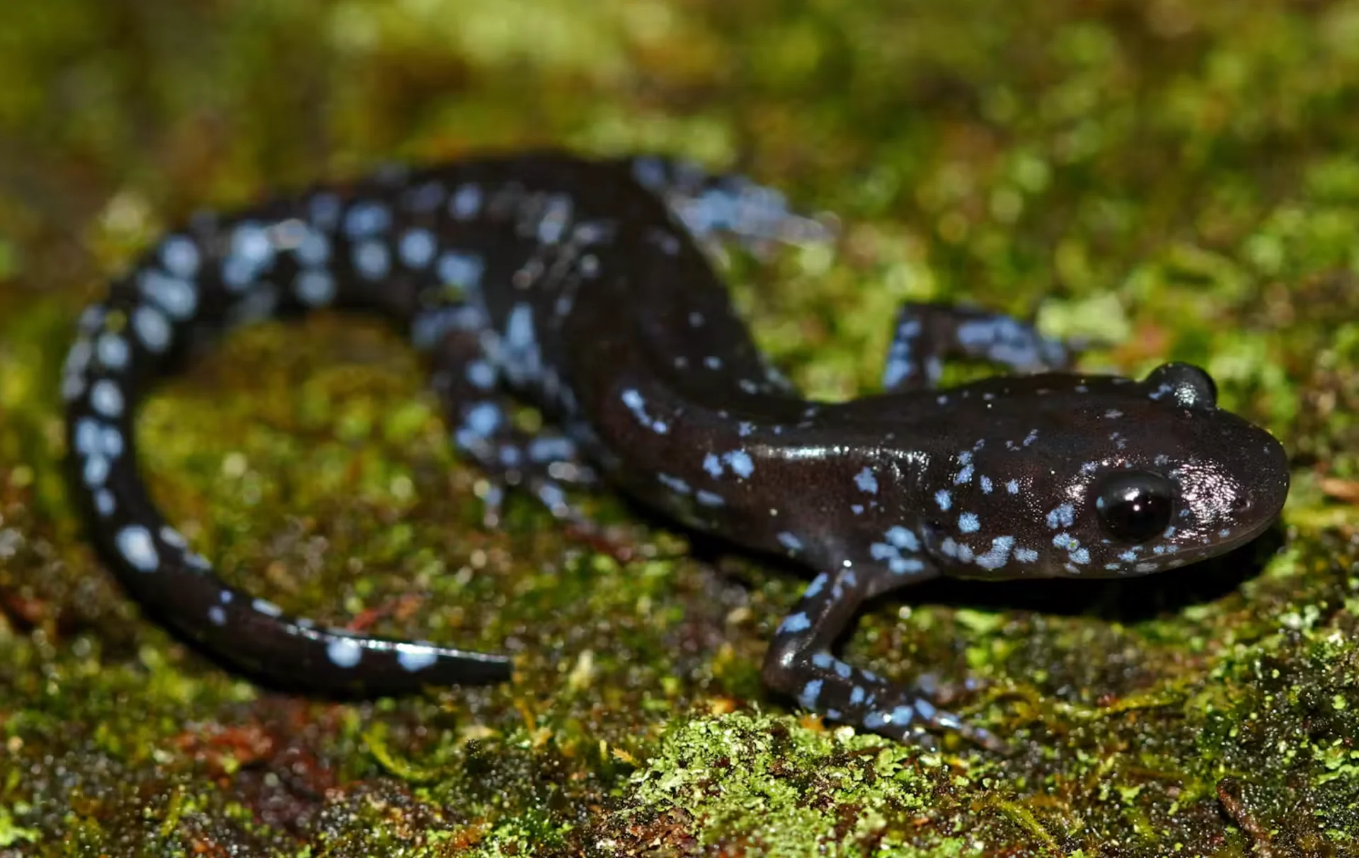 Creative Commons: Blue-spotted salamanders use a process of super-cooling to keep liquids in their bodies from freezing in winter. (Peter Paplanus/flickr), CC BY 4.0