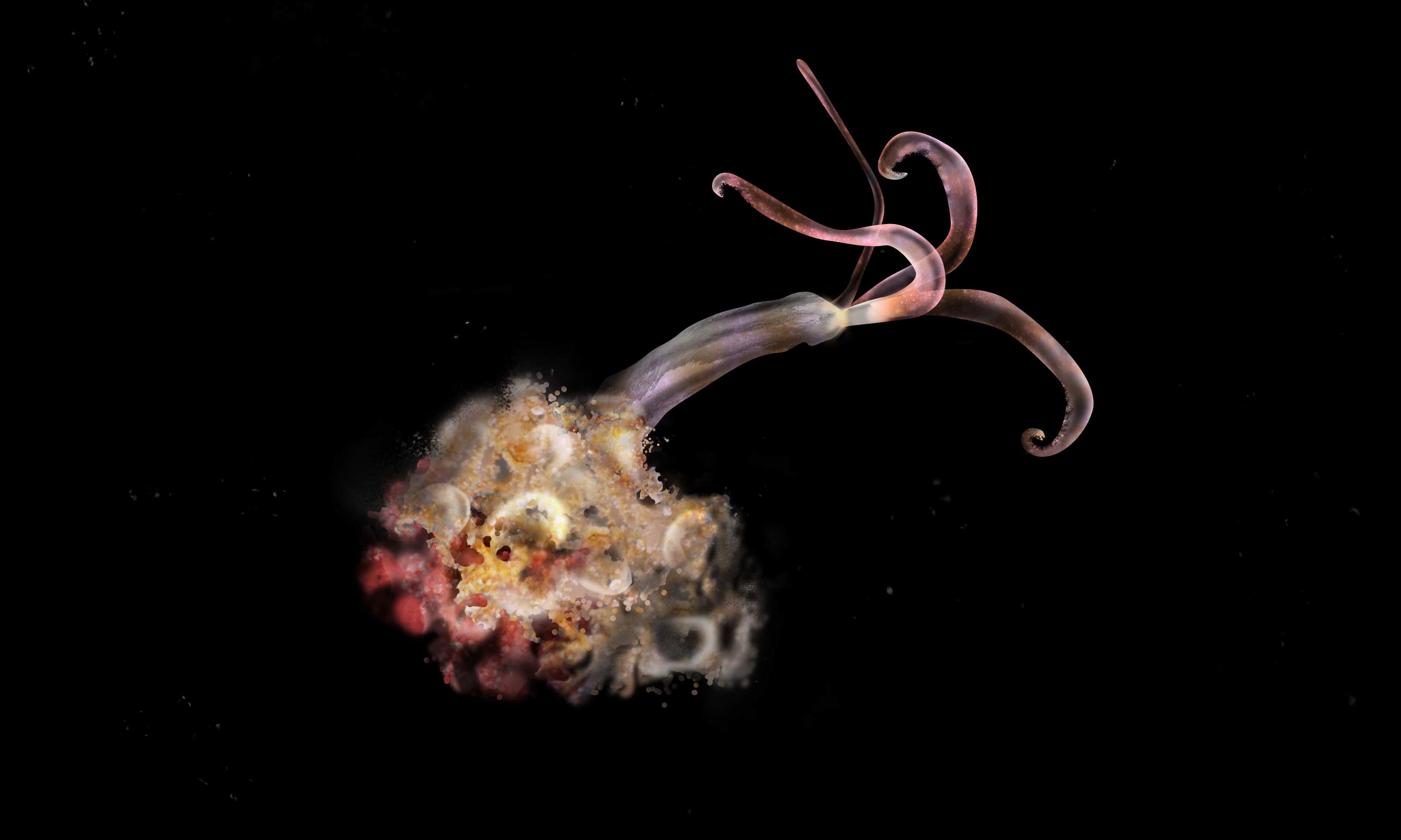 Scientists alarmed by zombie worms missing from B.C. waters