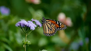 The wet, hot summer on the Prairies is creating a monarch butterfly boom!