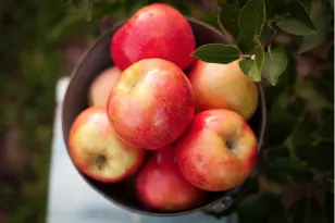 Going apple picking? Here's what else you can make beyond pie