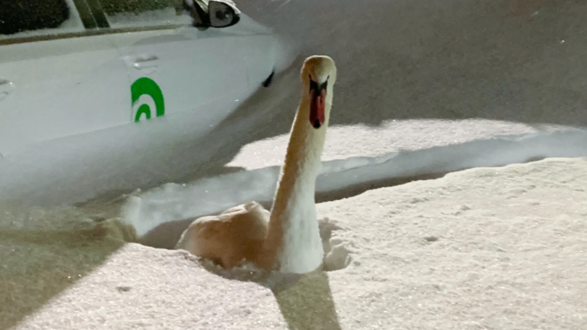 cygne neige 1