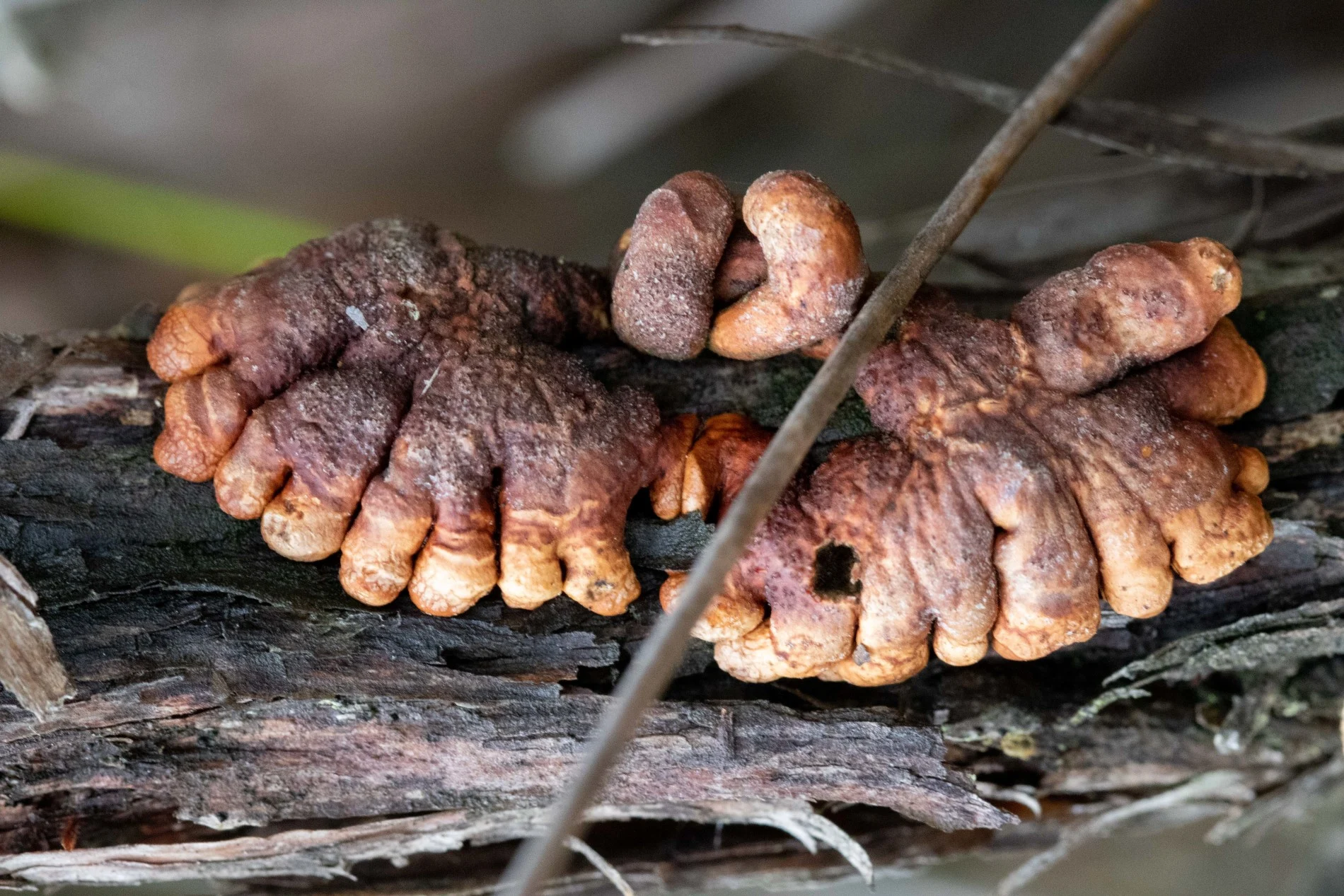 Creepy, finger-like fungus found clinging to life in Australian island