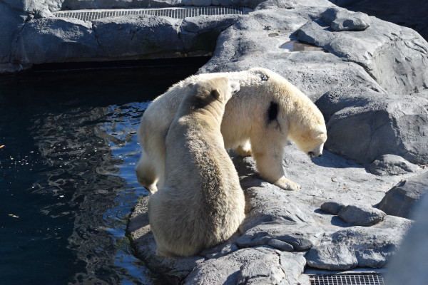 Why polar bears are walking around with coloured dots on their fur - The  Weather Network