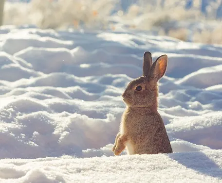 Biologist recommends Regina eat its growing rabbit problem