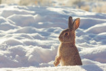 Biologist recommends Regina eat its growing rabbit problem