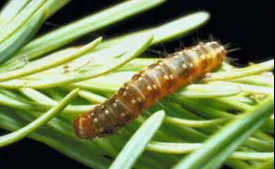 Cet insecte fait des ravages dans les forêts du Québec