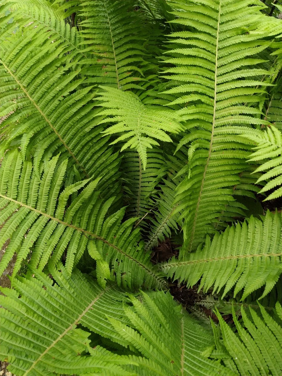 Ferns were some of the first land plants/Thomas Gernon