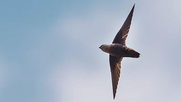 Swifts in the chimney: What to know about this threatened bird species ...