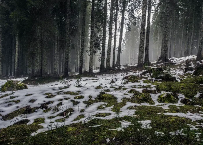 Tout n'est pas perdu pour la neige