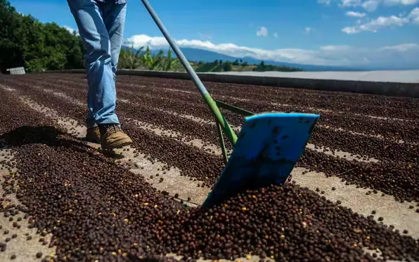 Coffee cultivations in Costa Rica generate high amounts of waste that is being used to produce heat and power using biomass gasification. (Shutterstock)