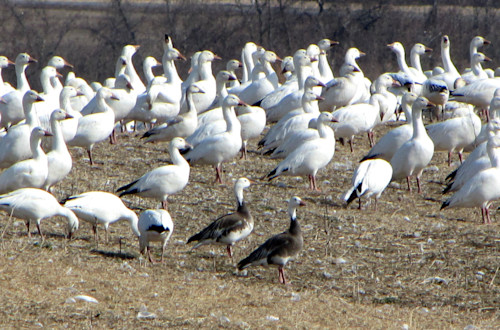 Canada goose 10k clearance wiki