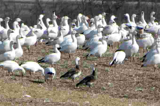 snow geese wiki cc