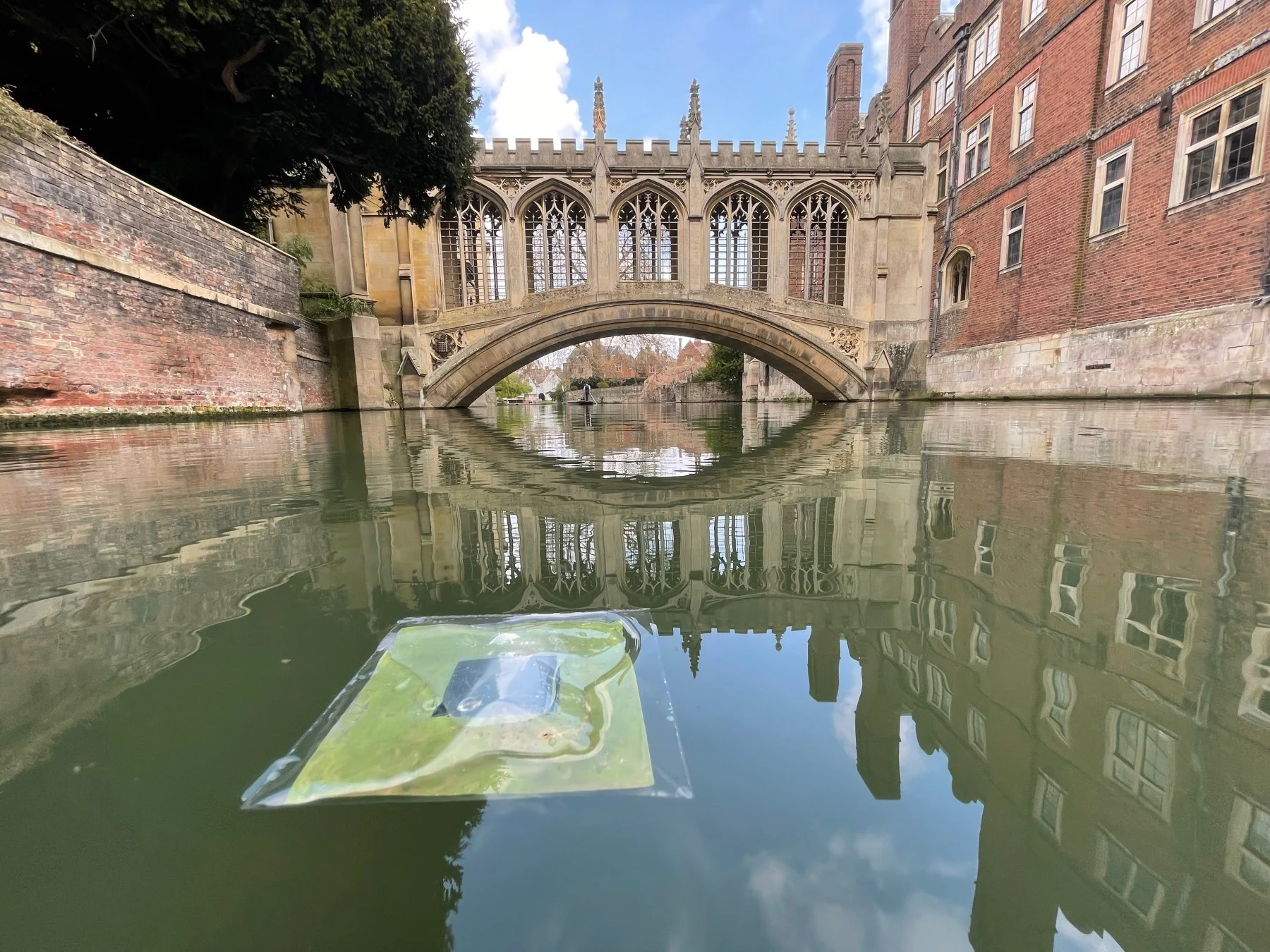 Floating artificial leaf on the River Cam near St John's College, Cambridge.