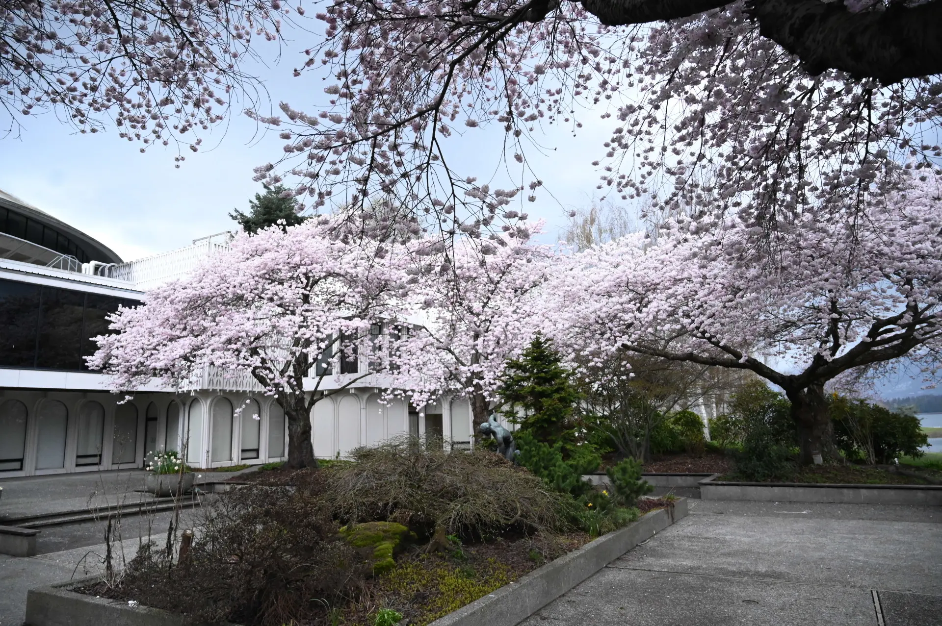 Catch Vancouver's picturesque cherry blossoms before they're gone
