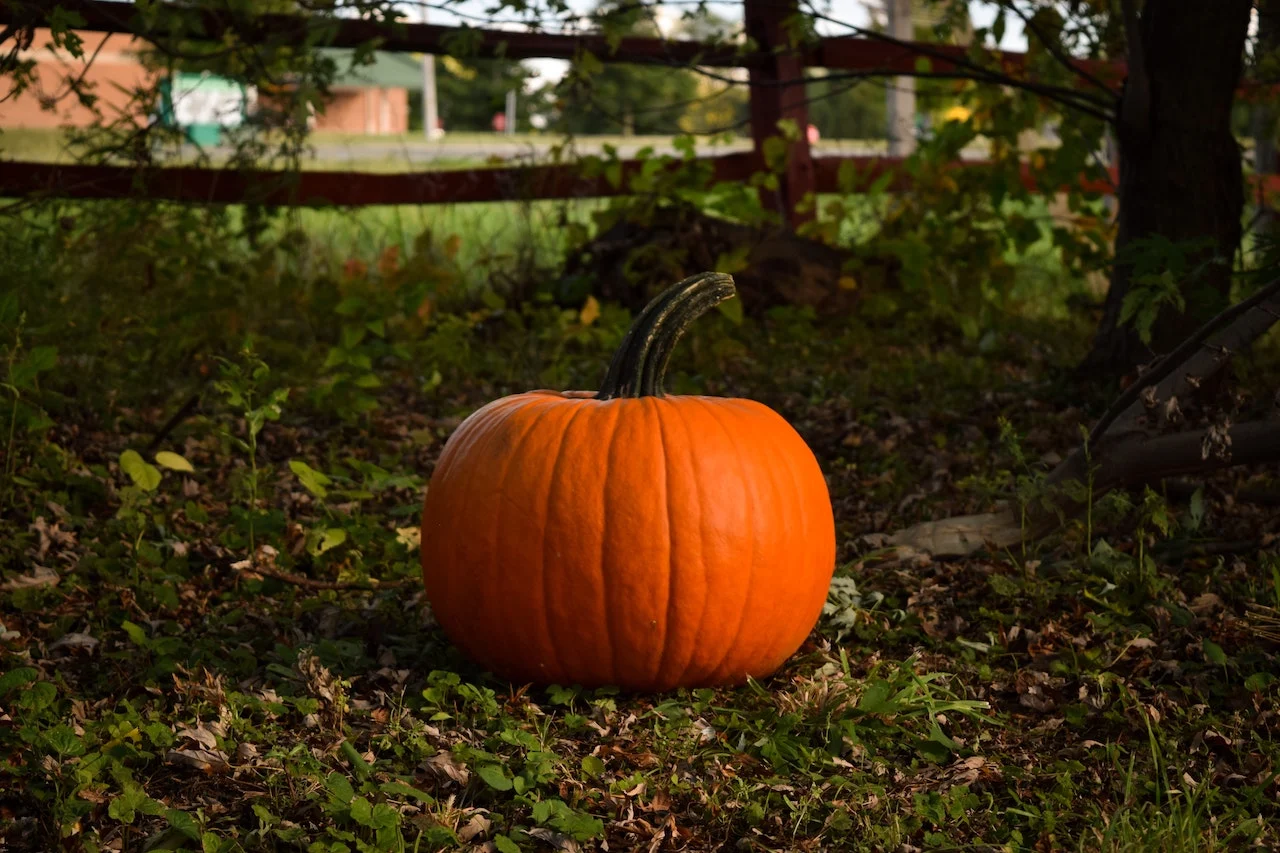 Pumpkin/Matt Eberle/Unsplash