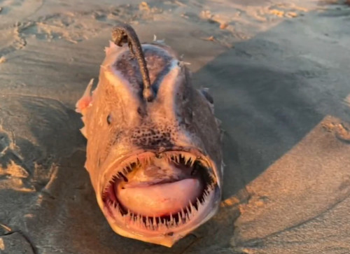 Researchers solve mystery of deep-sea fish with tubular eyes and  transparent head • MBARI