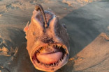 Rare deep-sea creature washes ashore on California beach