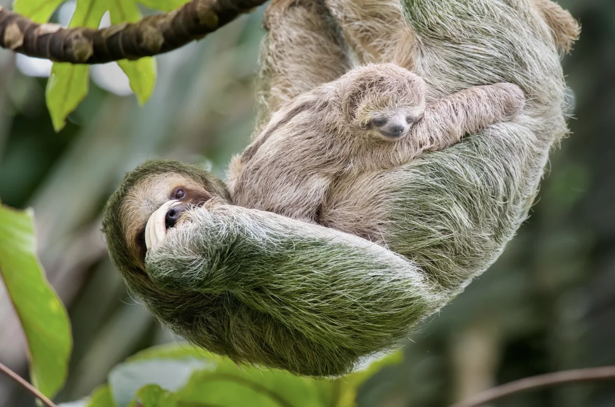 Getty Images: Sloth