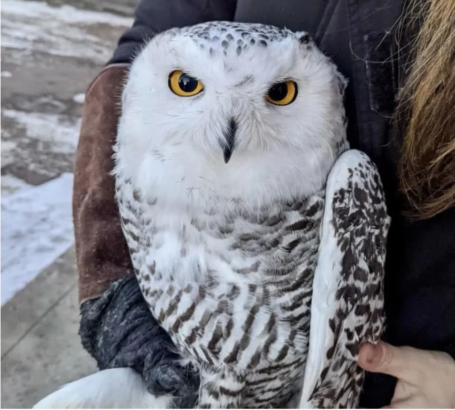 CBC: The snowy owl received treatment for a concussion, which she was woozy from last week, but Salthaven West's director of animal rehabilitation said she was more feisty and on the road to recovery in the following days. (Salthaven West/Facebook)