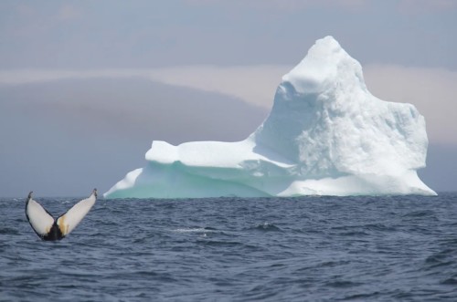 The Weather Network More icebergs may appear in Newfoundland this