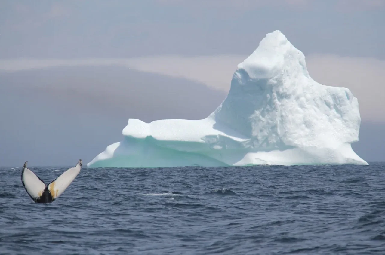 More icebergs may appear in Newfoundland this year, tourism industry hopeful