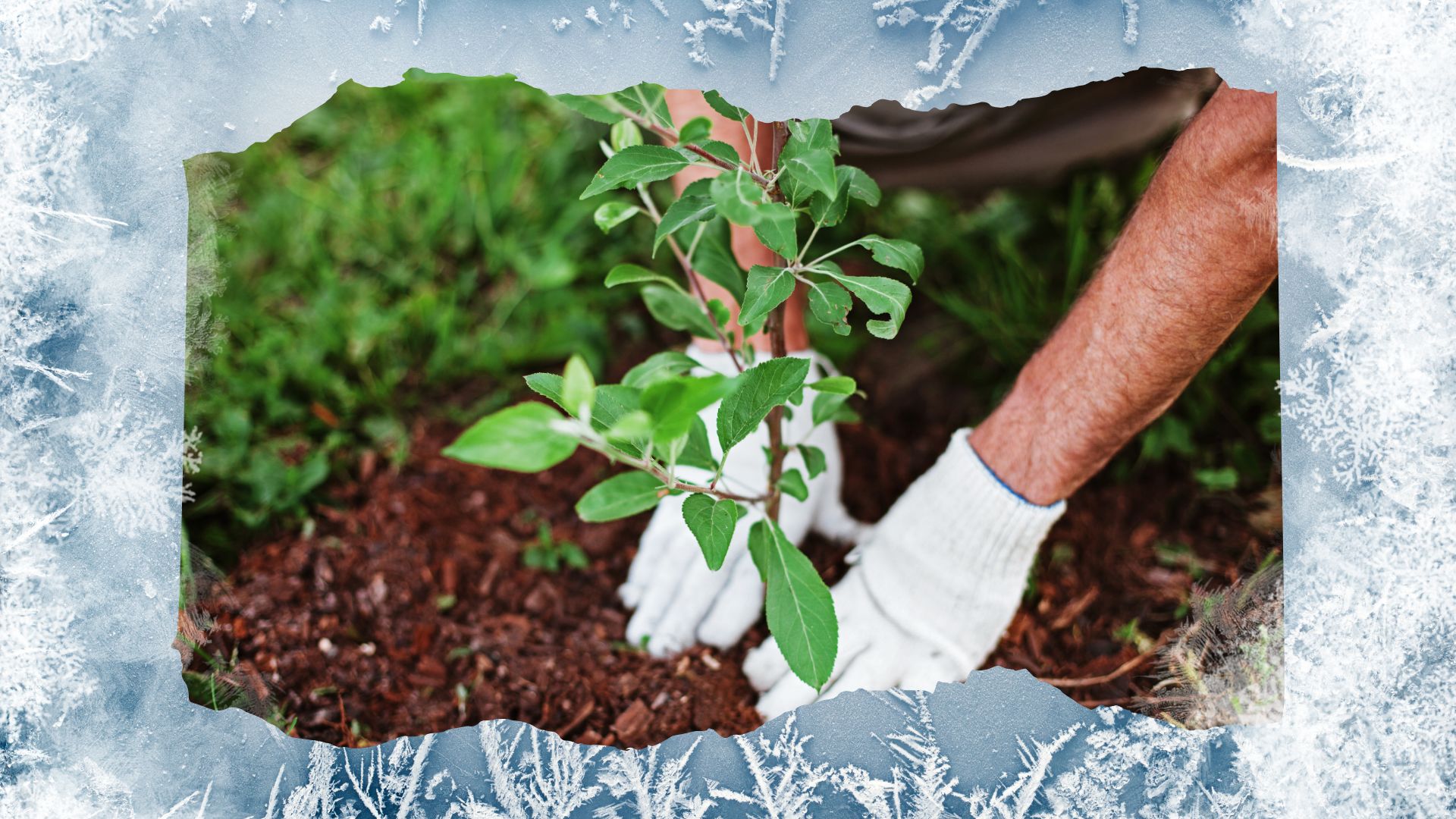 The best tips to protect your plants from late-season frost - The ...