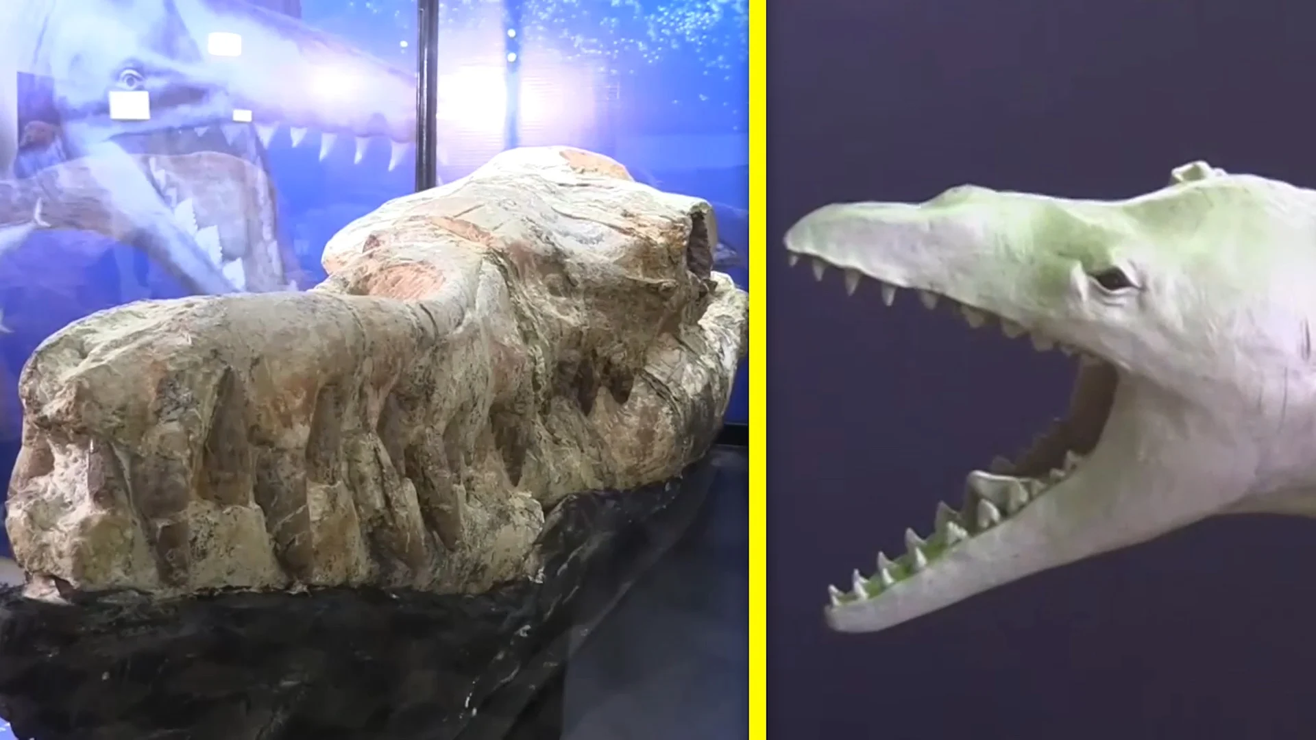 In Peru, 'marine monster' skull points to fearsome ancient predator