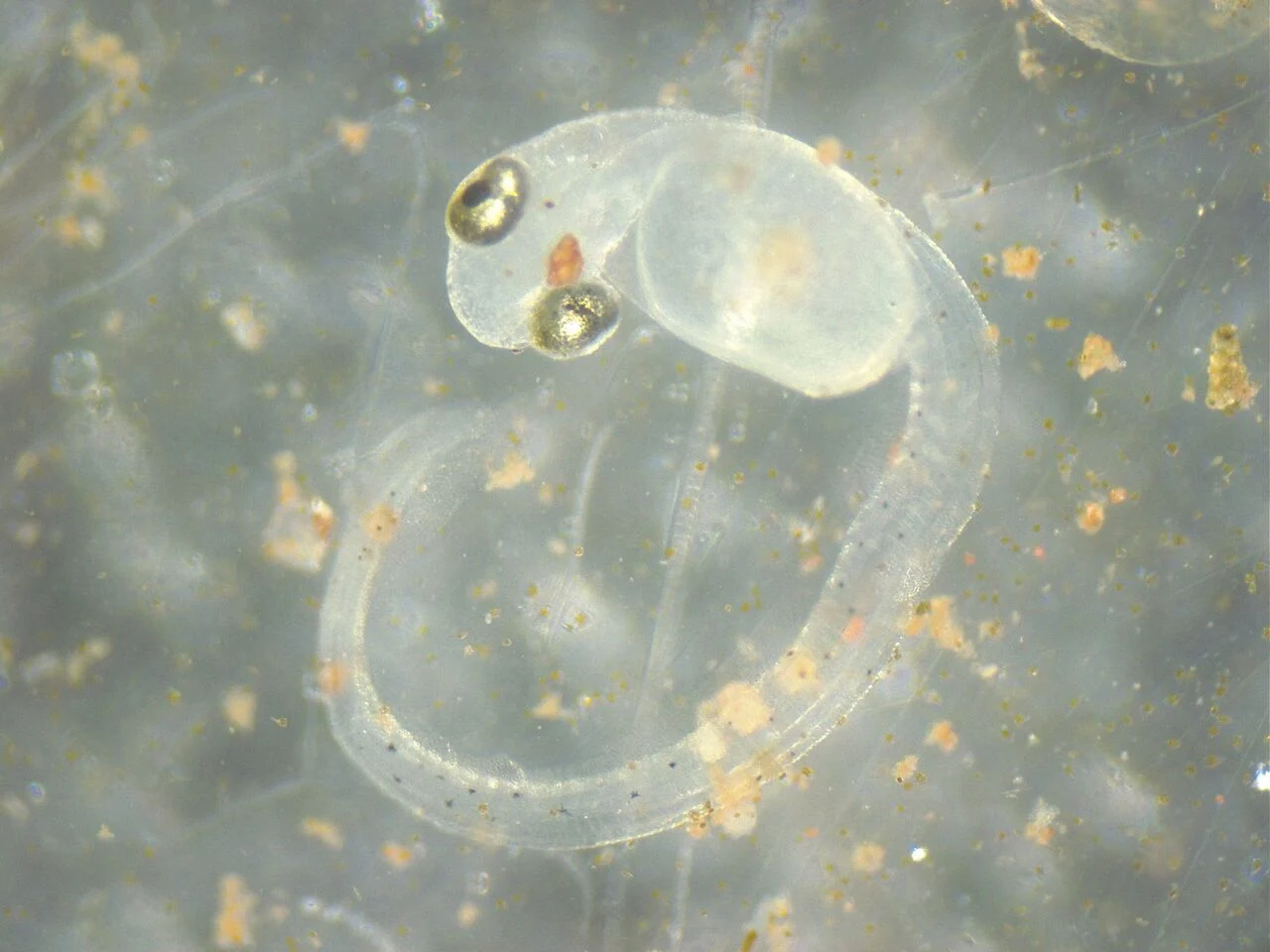 The number of spring-spawning herring that survive to reach two years of age has dropped dramatically since waters started warming in the Gulf of St. Lawrence. (Department of Fisheries and Oceans)