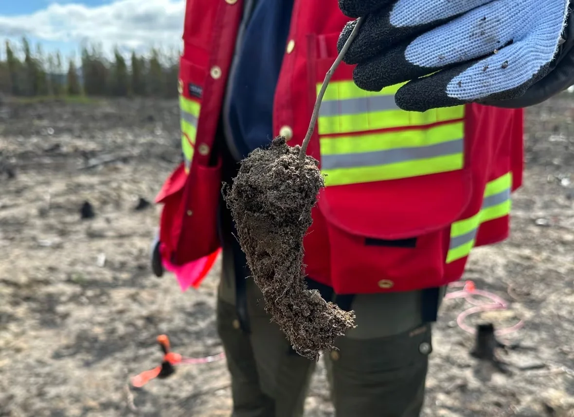 whitehorse-tree-planting/Andrew Hynes/CBC